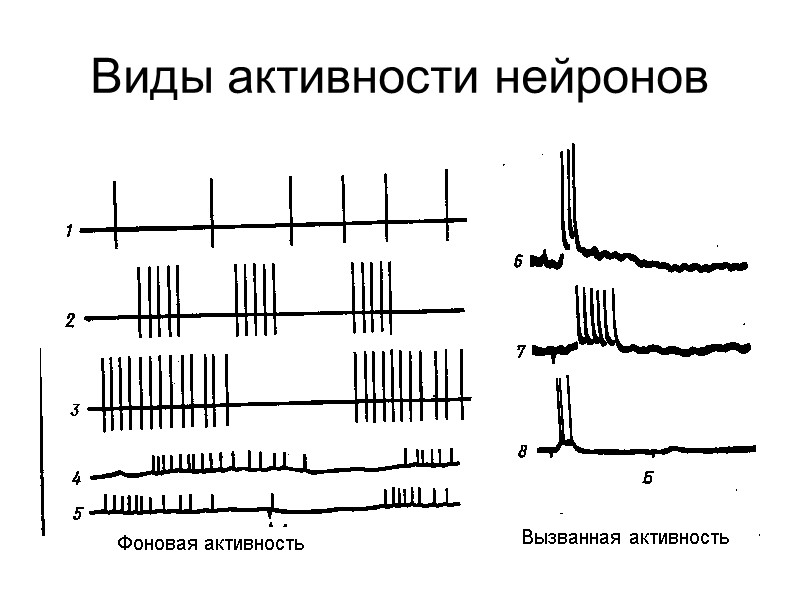 Виды активности нейронов Фоновая активность Вызванная активность